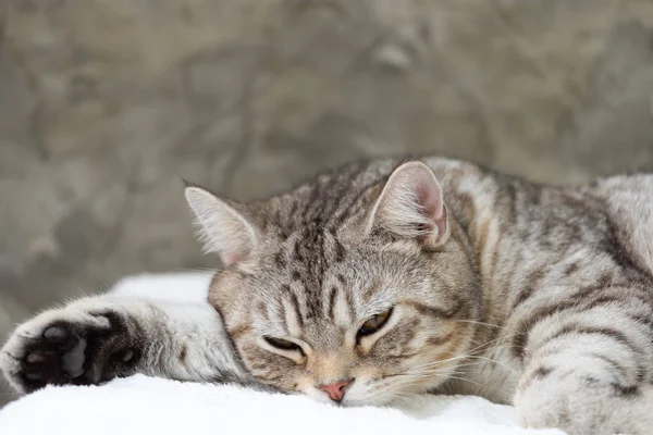 Κοντινό πλάνο χαριτωμένο tabby γάτα ύπνο σε λευκό φόντο — Φωτογραφία Αρχείου