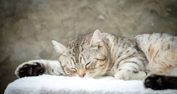 在白色的背脊上抱着一只没有脚的可爱的肥猫睡觉 — 图库照片