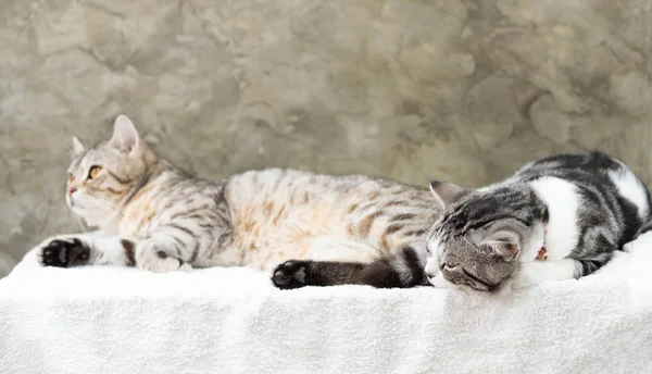 Κοντινό πλάνο δύο χαριτωμένα tabby γάτες κοιμούνται σε λευκό φόντο — Φωτογραφία Αρχείου