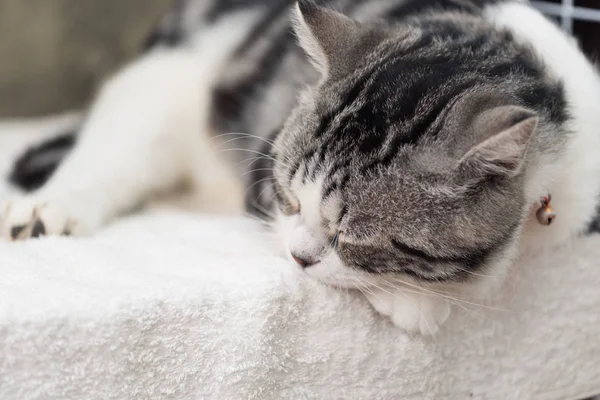 Κοντινό πλάνο χαριτωμένο tabby γάτα ύπνο σε λευκό φόντο — Φωτογραφία Αρχείου