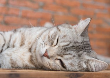 Şirin, kısa saçlı kedi. Odasında tuğla duvar arkası olan ahşap bir odada uyuyor.