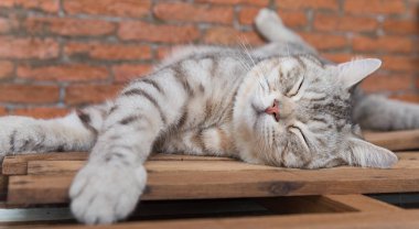 Şirin, kısa saçlı kedi. Odasında tuğla duvar arkası olan ahşap bir odada uyuyor.