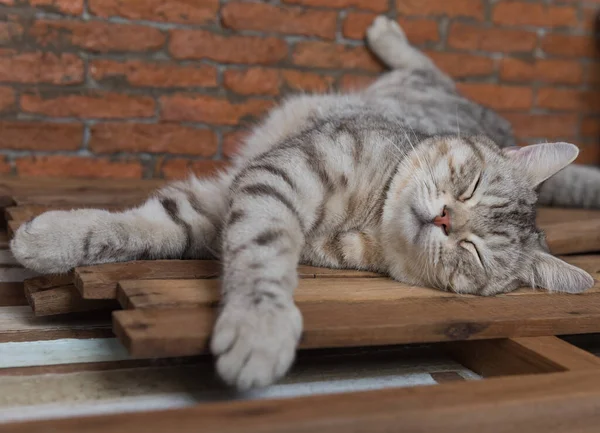 Cute Short Hair Cat Cozy Sleep Wooden Brickwall Background Στο — Φωτογραφία Αρχείου