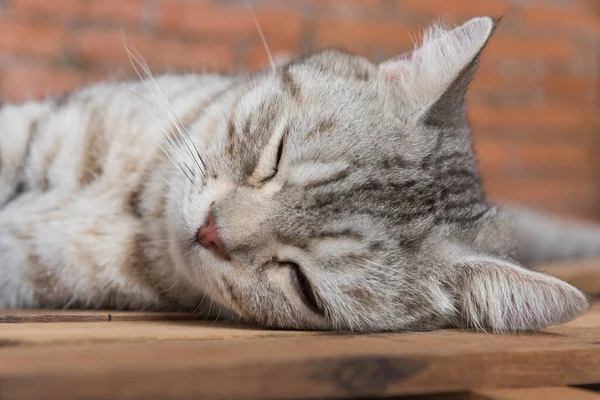 Lindo Pelo Corto Gato Acogedor Dormir Madera Con Fondo Ladrillo —  Fotos de Stock