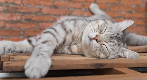 Nettes Kurzes Haar Katze Gemütlich Schlafen Auf Holz Mit Backsteinhintergrund — Stockfoto