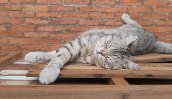 可爱的短毛猫舒适地睡在客厅里有砖墙背景的木头上 — 图库照片