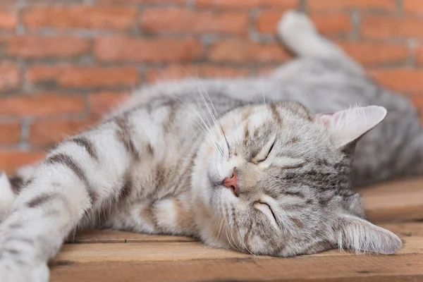 Nettes Kurzes Haar Katze Gemütlich Schlafen Auf Holz Mit Backsteinhintergrund — Stockfoto