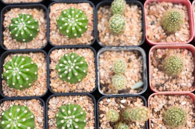 Satılık küçük kaktüs saksısı.