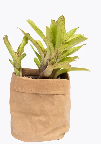 Bromeliad Pot Papier Recyclé Brun Isolé Sur Fond Blanc Avec — Photo