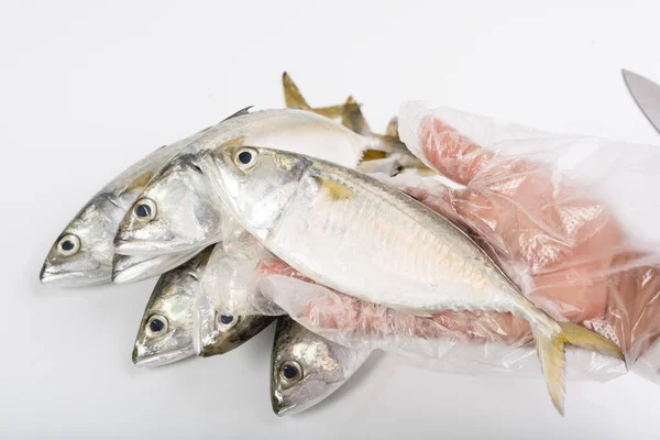 Mão Luva Segurando Peixe Fresco Cavala Sobre Fundo Branco — Fotografia de Stock