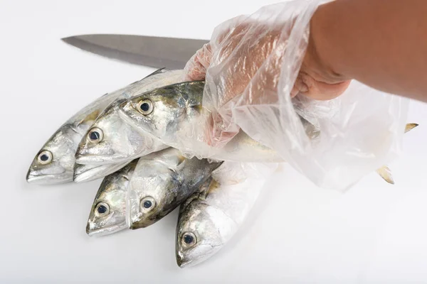 Mão Luva Segurando Peixe Fresco Cavala Sobre Fundo Branco — Fotografia de Stock