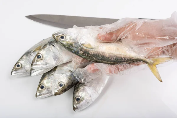 Mão Luva Segurando Peixe Fresco Cavala Sobre Fundo Branco — Fotografia de Stock