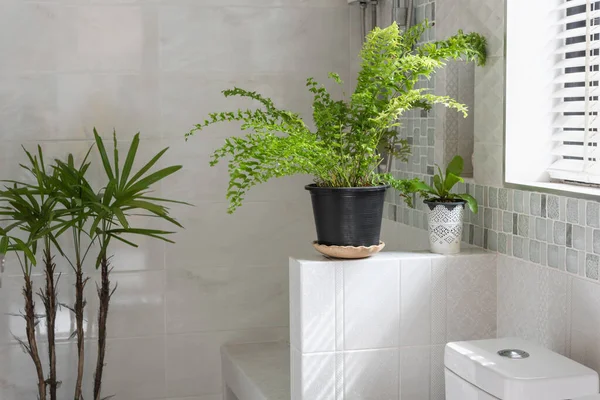 Decoración Planta Helecho Verde Fresco Baño Moderno Baño — Foto de Stock