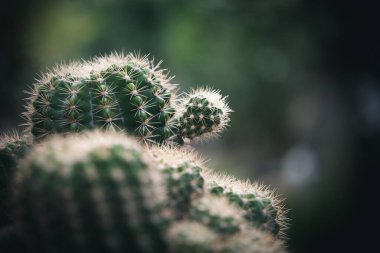 Kaktüs 'ü yeşil bulanık arka plan, açık hava bahçesi üzerine kapatın.
