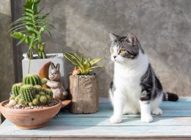 Tekir kedi, yeşil kil çömleğinde kaktüsüyle mavi ahşap masaya oturur.