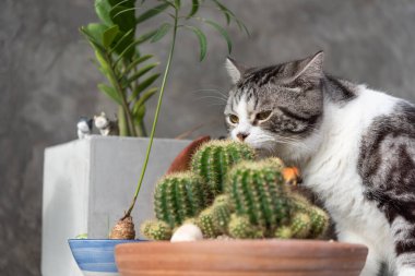 Tekir kedi yeşil kil tencerede kaktüs kokluyor.