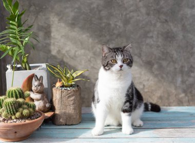 Tekir kedi, yeşil kil çömleğinde kaktüsüyle mavi ahşap masaya oturur.