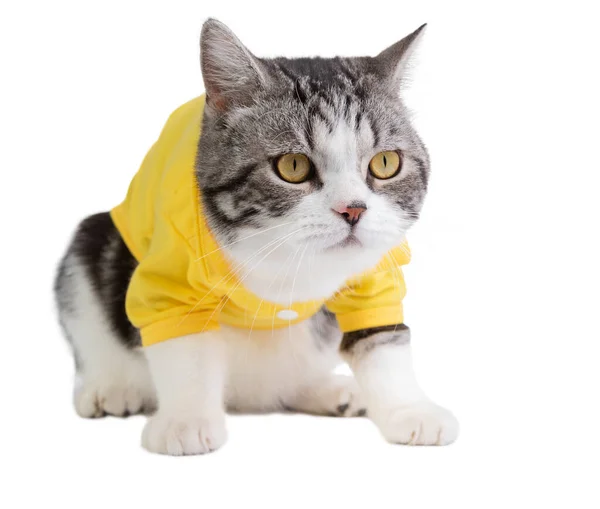Roztomilá Kočka Žlutýma Očima Košile Bílém Pozadí — Stock fotografie