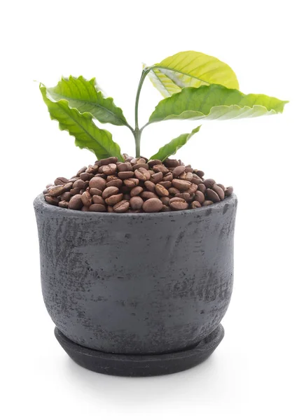 Ψητά Φασόλια Καφέ Και Πράσινα Φύλλα Σκούρο Πήλινο Δοχείο Που — Φωτογραφία Αρχείου