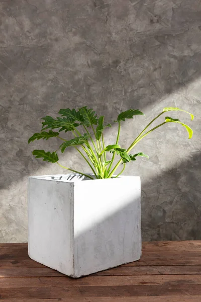 Philodendron Xanadu Concrete Pot Wooden Top Table Cement Wall Background — 图库照片