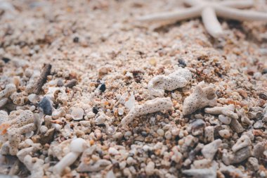 Yıldız balığı, resif ve deniz kabuğu beyaz ahşap üzerinde, yaz arkaplanı