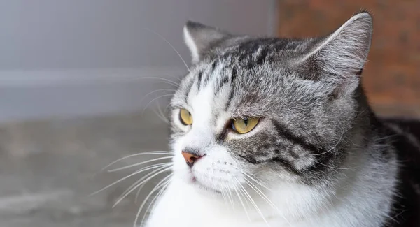 Krásná Roztomilá Tabby Kočka Zblízka — Stock fotografie