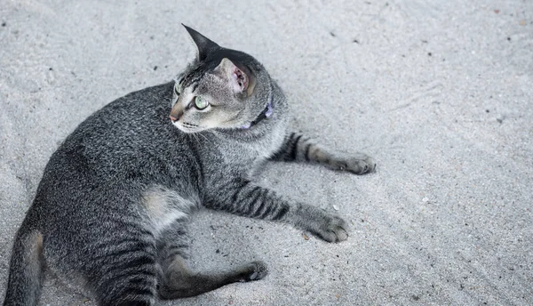 Tabby Katze Mit Schönen Grünen Augen Sandstrand Freien Liegend Und — Stockfoto