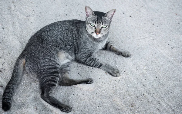 美しい緑の目をしたタビー猫が屋外の砂浜に横たわっています — ストック写真