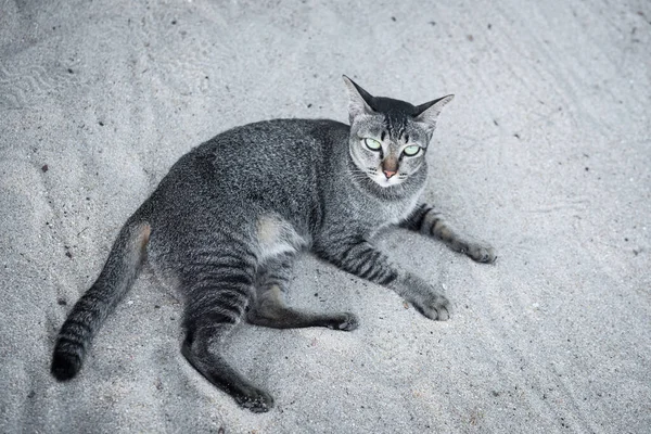 Табби Кошка Красивыми Зелеными Глазами Лежащая Песчаном Пляже — стоковое фото