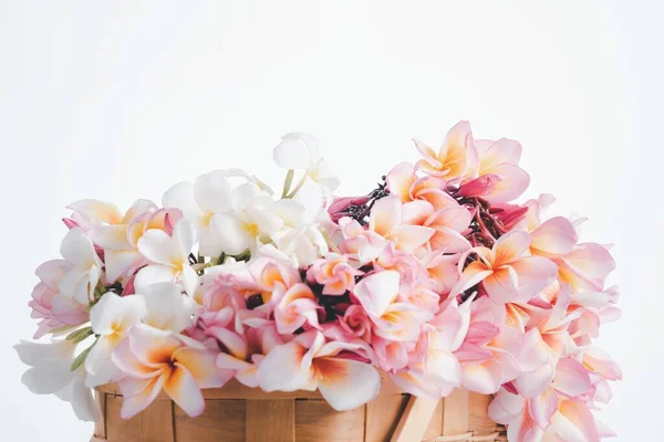 Belles Fleurs Frangipani Plumeria Dans Panier Bois Sur Fond Blanc — Photo