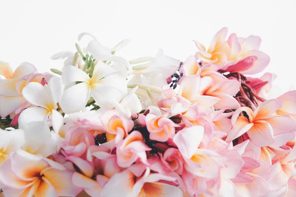 Beautiful Frangipani Plumeria Flowers White Background — Stock Photo, Image