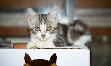 Küçük sevimli bir kedi, karton kutunun üzerine oturmuş kameraya bakıyor.