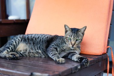 Tahta sandalyeye uzanmış yeşil gözlü sevimli tekir kedisi