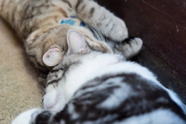 Mutlu iki tekir kedi yerde birlikte yatıyor.