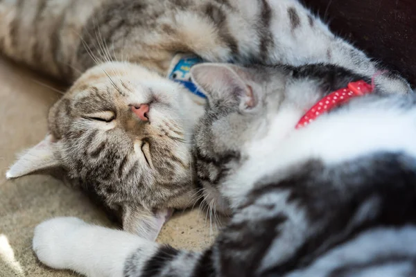 Happy Two Tabby Cats Sleep Together Floor — Stock Photo, Image