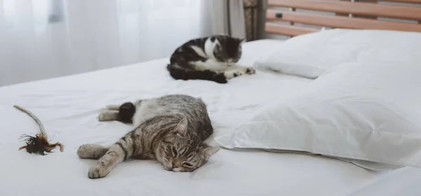 Een Mooie Schattige Gember Katten Slapen Wit Bed — Stockfoto