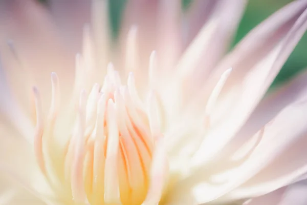 Beautiful Close Pink Lotus Flower Waterlily Background — Stock Photo, Image