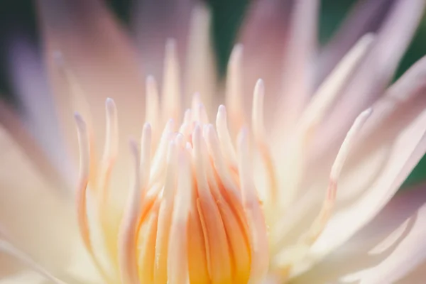 Beautiful Close Pink Lotus Flower Waterlily Background — Stock Photo, Image