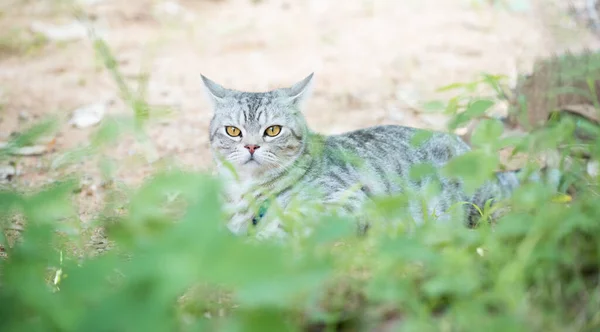 Härlig Söt Liten Katt Med Vackra Gula Ögon Avkopplande Trädgården — Stockfoto