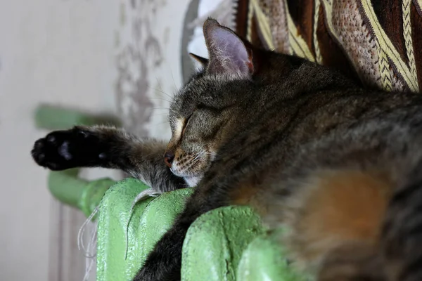 portrait of a cat resting on a warm radiator