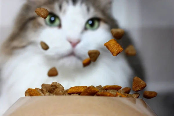 Dry Pet Food Falling Feeder Blurry Background Approaching Cat — Stock Photo, Image