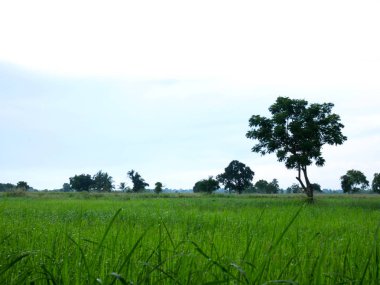 Güzel yeşil pirinç ve ağaç manzara Tayland.