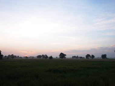 Güzel yeşil pirinç ve ağaç manzara Tayland.