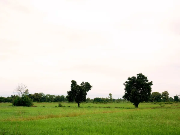 Зеленый Рис Ландшафт Деревьев Таиланде — стоковое фото