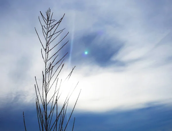 Beautiful Flower Grass Leaf Sky Cloud Background — Stock Photo, Image