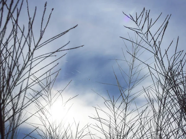 Красивий Лист Квіткової Трави Небі Хмарному Фоні — стокове фото