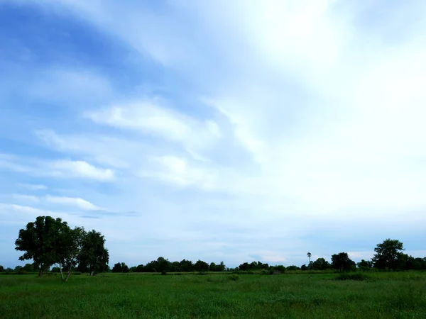 タイの美しい緑米と木の風景 — ストック写真