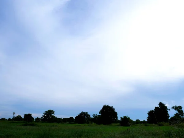 Krásná Zelená Rýže Strom Krajina Thajsku — Stock fotografie