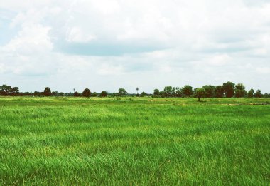 Güzel ağaç ve pirinç manzara Tayland under.