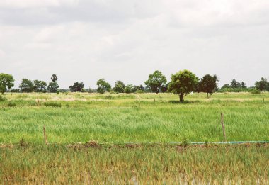 Güzel ağaç ve pirinç manzara Tayland under.